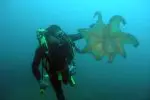 Spainventure Scuba dive in Mediterranean Sea discovering octopus
