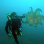 Spainventure Scuba dive in Mediterranean Sea discovering octopus