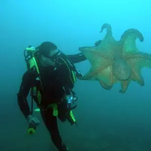 Spainventure Scuba dive in Mediterranean Sea discovering octopus