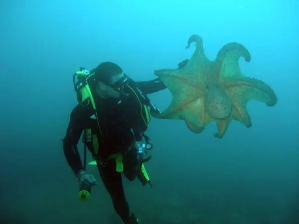 Spainventure Scuba dive in Mediterranean Sea discovering octopus
