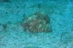 Spainventure Adventure Scuba dive in Mediterranean Sea an octopus at the bottom of the Mediterranean Sea