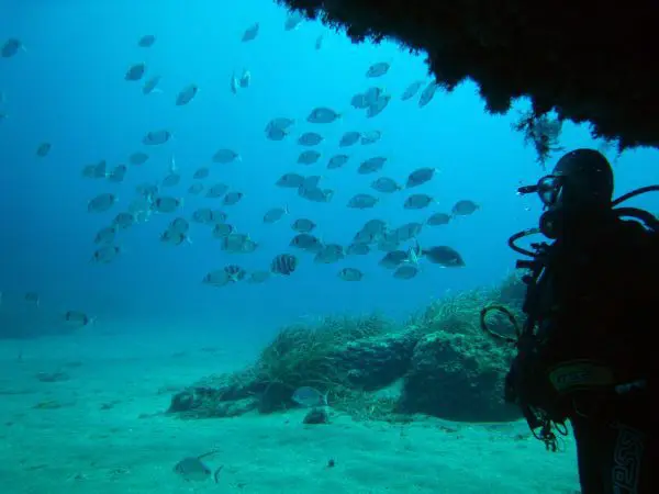 Spainventure Adventure Scuba dive in Mediterranean Sea watching the flora and fishes