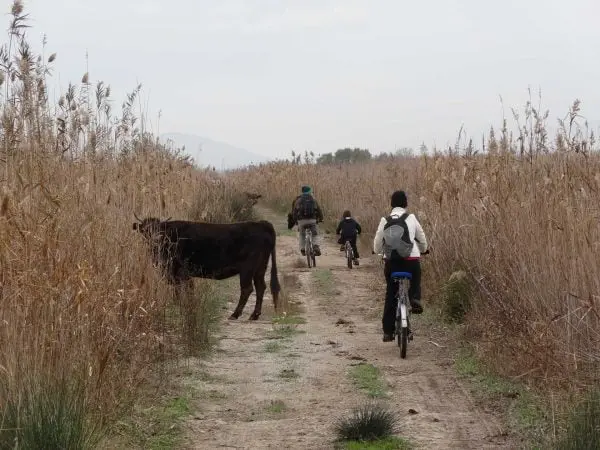 Spainventure Adventure practicing MTB Biking on El Chorro area Malaga crossing a cow