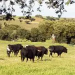 spainventure-bulls-fight-toros-en-la-dehesa-y-si-damos-un-paso-mas-
