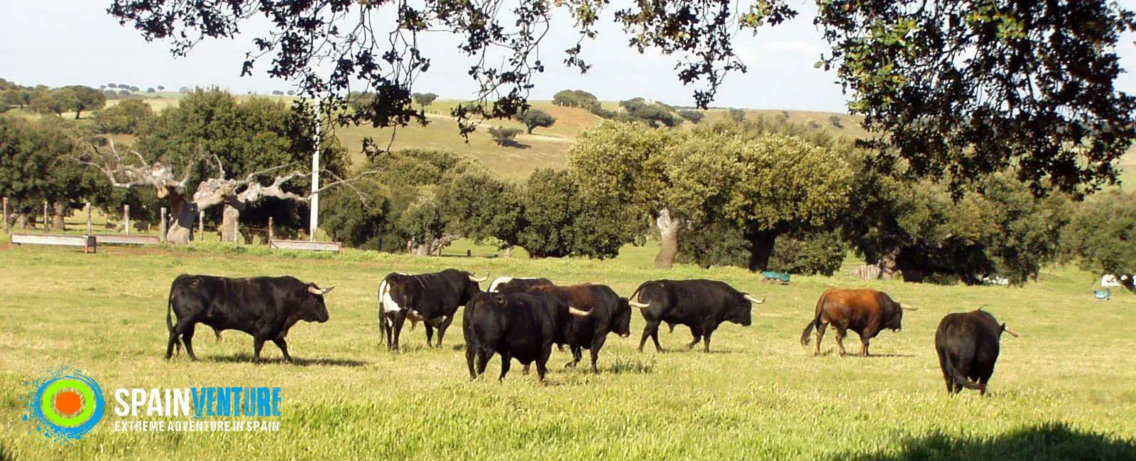 spainventure-bulls-fight-toros-en-la-dehesa-y-si-damos-un-paso-mas- spainventure-bulls-fight-toros-en-la-dehesa-y-si-damos-un-paso-mas-