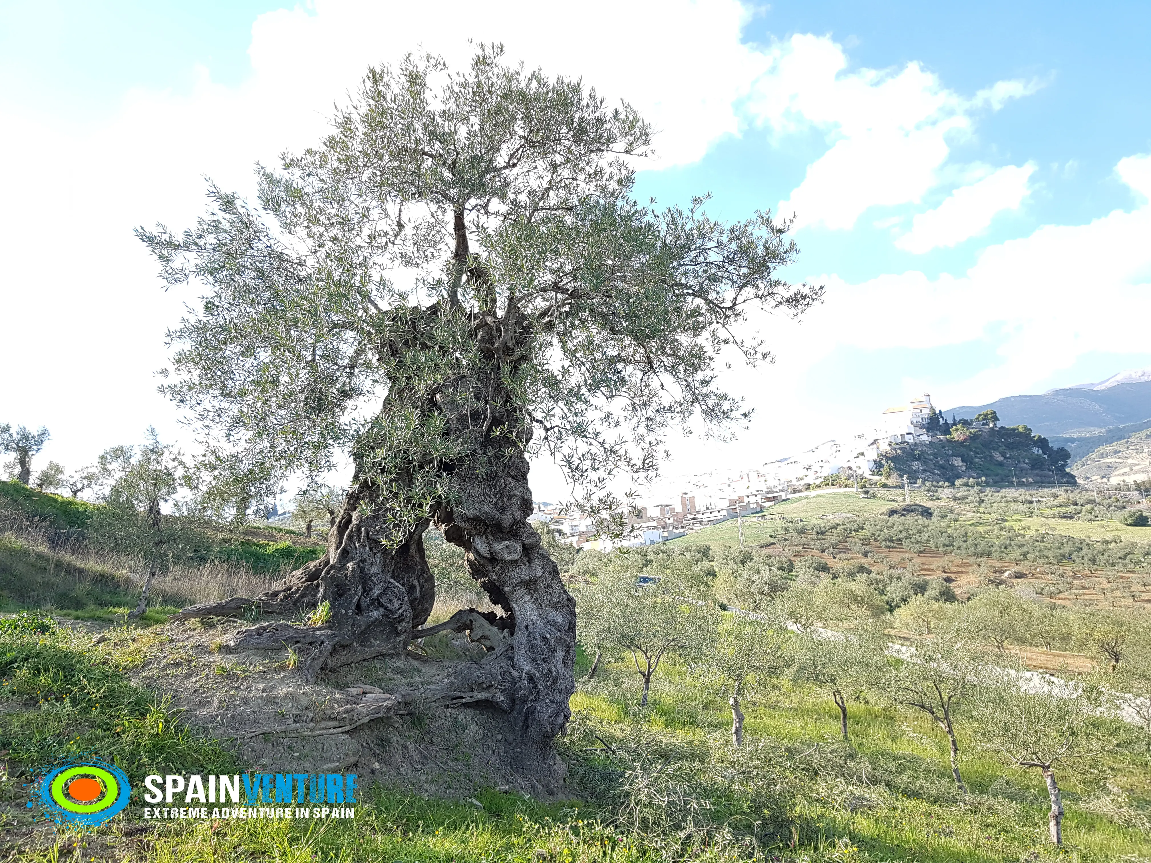 Spainventure adventure among olive trees millenian tree Spainventure adventure among olive trees millenian tree
