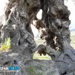 spainventure-ancient-olive-tree-in-malaga-province-adventure-4x4-a-hole Aventura entre Olivos