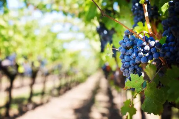 VISITA A RONDA, BODEGA Y CATA DE VINOS - Imagen 2