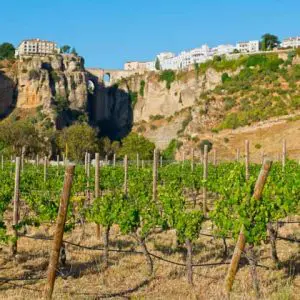 Spainventure Viñedos Ronda Panorámica