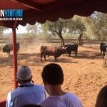 Spainventure bulls fight at Andalusia